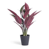 Habitat artificial Stromanthe Tricolor plant 41 x 41 x 48cm, UK version