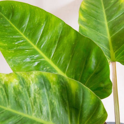 Superdrug نبات Imperial Green Philodendron الداخلي، وعاء 17 سم، ارتفاع 40-60 سم - اشترِ عبر الإنترنت من McGrocer