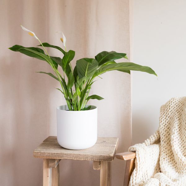 Hello Houseplants Peace Lily | Pot Size: 19cm | (75cm-85cm Height)