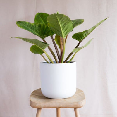 Superdrug نبات Imperial Green Philodendron الداخلي، وعاء 17 سم، ارتفاع 40-60 سم - اشترِ عبر الإنترنت من McGrocer