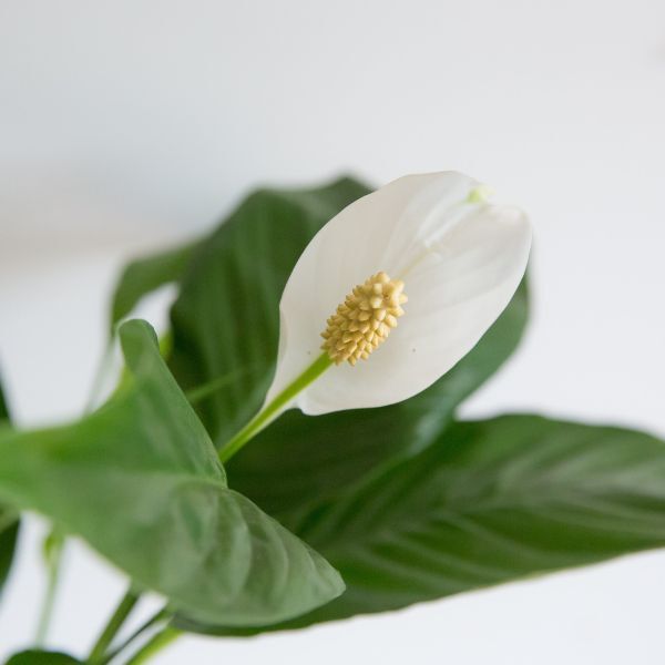 Hello Houseplants Peace Lily | Pot Size: 19cm | (75cm-85cm Height)