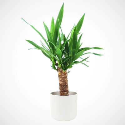 Superdrug Hello Houseplants يوcca - حجم الوعاء: 12 سم - (ارتفاع 45-55 سم) - اشترِ عبر الإنترنت من McGrocer