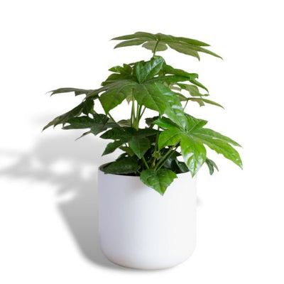 Superdrug Hello Houseplants نبات الورق - حجم الوعاء: 17 سم - (ارتفاع 55-65 سم) - اشترِ عبر الإنترنت من McGrocer