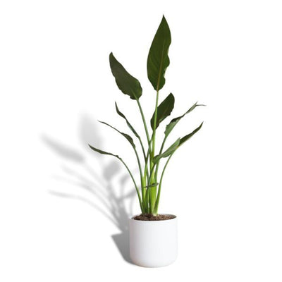 Superdrug Hello Houseplants طائر الجنة - حجم الوعاء: 17 سم - الوعاء مستبعد - اشترِ عبر الإنترنت من McGrocer