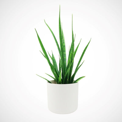 Superdrug Hello Houseplants نبات الأفعى - حجم الوعاء: 12 سم - (ارتفاع 35-45 سم) - اشترِ عبر الإنترنت من McGrocer