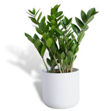 Hello Houseplants ZZ Plant - Pot Size: 12cm - (25cm-35cm Height)