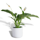 Hello Houseplants Peace Lily - Pot Size: 19cm - (75cm-85cm Height)