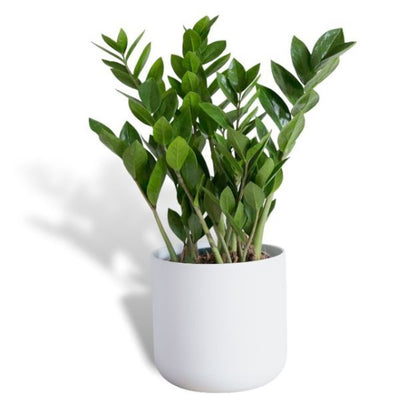 Superdrug Hello Houseplants نبات ZZ - حجم الوعاء: 17 سم - (ارتفاع 75-85 سم) - اشترِ عبر الإنترنت من McGrocer