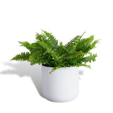 Hello Houseplants Boston Fern - Pot Size: 12cm - (20cm-40cm Height)