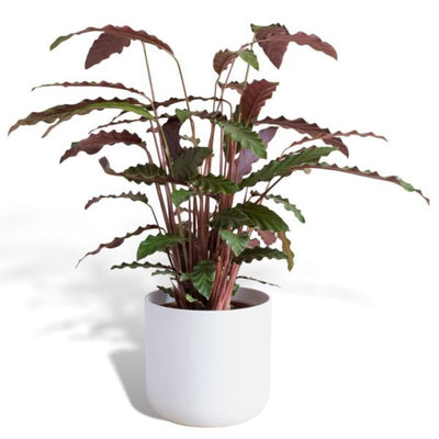 Superdrug Hello Houseplants نبات الصلاة - حجم الوعاء: 17 سم - (ارتفاع 40-60 سم) - اشترِ عبر الإنترنت من McGrocer