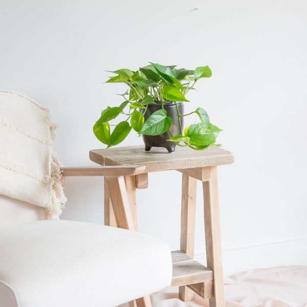 Hello Houseplants Devils Ivy - Pot Size: 12cm - (10cm-20cm Height)