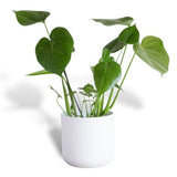 Hello Houseplants Monstera - Pot Size: 17cm - (55cm-65cm Height)
