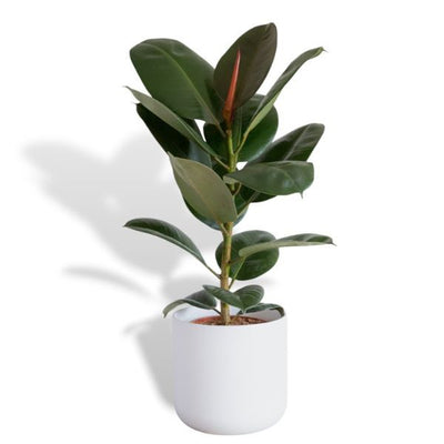 Superdrug Hello Houseplants نبات المطاط - حجم الوعاء: 17 سم - (ارتفاع 50-60 سم) - اشترِ عبر الإنترنت من McGrocer
