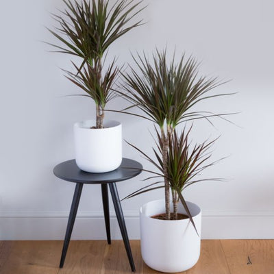 Superdrug Hello Houseplants شجرة التنين - حجم الوعاء: 17 سم - (ارتفاع 60-80 سم) - اشترِ عبر الإنترنت من McGrocer