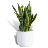 Hello Houseplants Variegated Snake Plant - Pot Size: 17cm