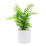 Hello Houseplants Kentia Palm | Pot Size: 17cm | (50cm-60cm Height)