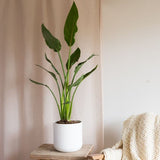 Hello Houseplants Bird Of Paradise - Pot Size: 17cm - 50-70cm Height