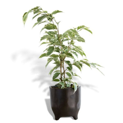 Superdrug Hello Houseplants Weeping Fig - Taille du pot 17 cm - (Hauteur 65-75 cm) - Acheter en ligne sur McGrocer