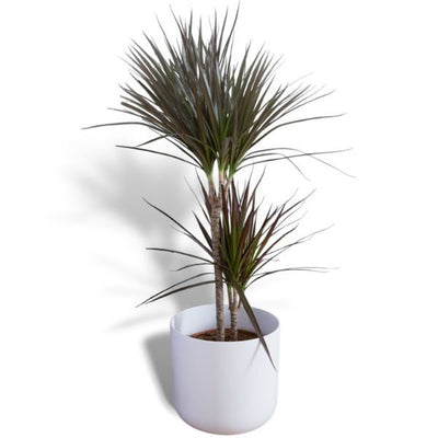 Superdrug Hello Houseplants شجرة التنين- حجم الوعاء: 12 سم - (ارتفاع 30-50 سم) - اشترِ عبر الإنترنت من McGrocer