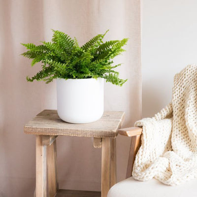 Superdrug Hello Houseplants سرخس بوسطن - حجم الوعاء 17 سم - (ارتفاع 40-60 سم) - اشترِ عبر الإنترنت من McGrocer