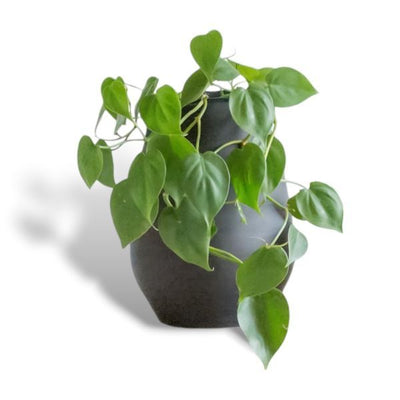 Superdrug Hello Houseplants فيلوديندرون قلب الحب - حجم الوعاء: 12 سم - اشترِ عبر الإنترنت من McGrocer