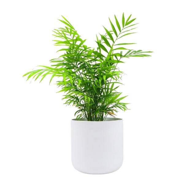 Hello Houseplants Kentia Palm - Pot Size: 17cm - (50cm-60cm Height)