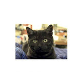 Kevin Milner Countryside Farm Cat Card