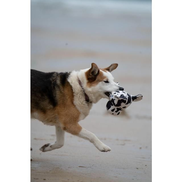 Petface Planet Ocean Cycle Sienna Seal Plush Dog Toy