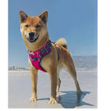 Red Dingo Hot Pink Padded Dog Harness Medium