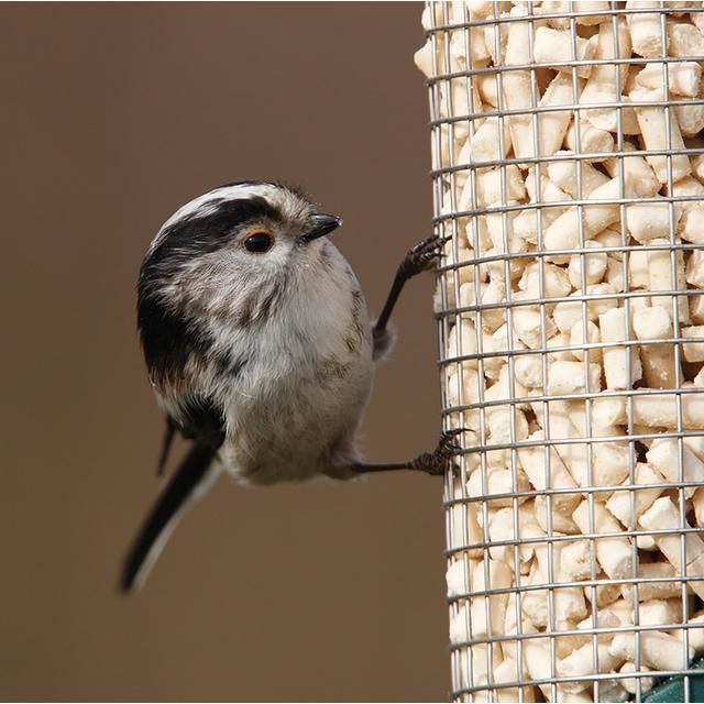 RSPB Buggy Nibbles   550g