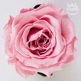 Soft &amp;amp; Gentle Aerosol  Fresh Blossom 250Ml