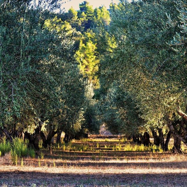 Belazu Gazziello Mosto