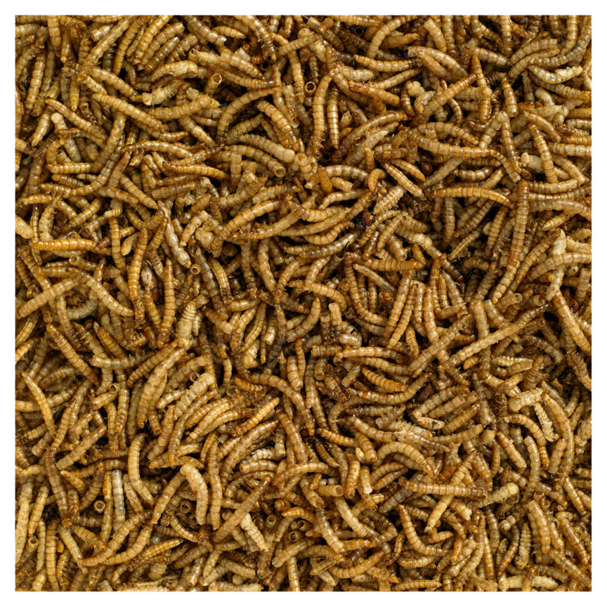 Wild Bird Dried Mealworms Bird Food