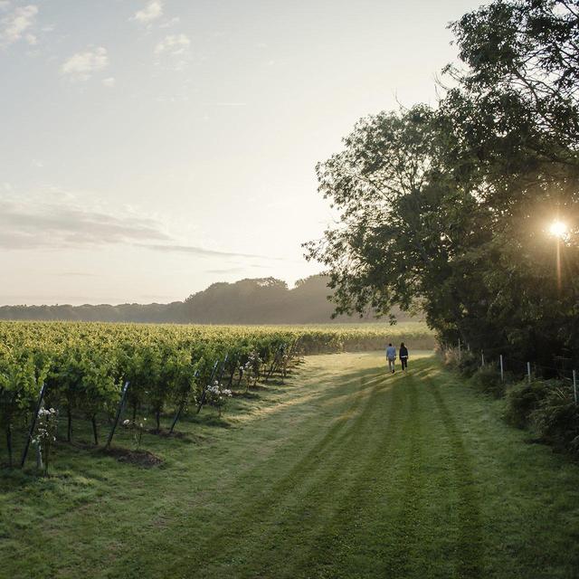 Gusbourne Limited Release 2019 Wine & Champagne M&S   