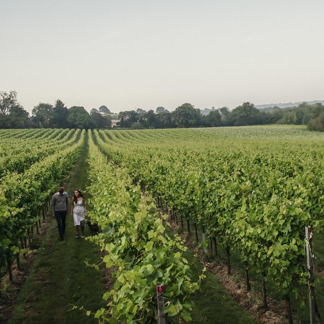 Gusbourne Limited Release 2019 Wine & Champagne M&S   