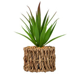 George Home Spiky Aloe General Household ASDA   