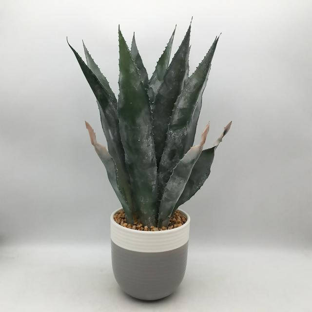 Sainsbury's Home Aloe In Ceramic Pot