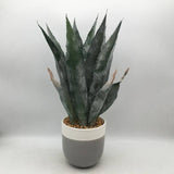 Sainsbury's Home Aloe In Ceramic Pot Kitchen & Dining Sainsburys   