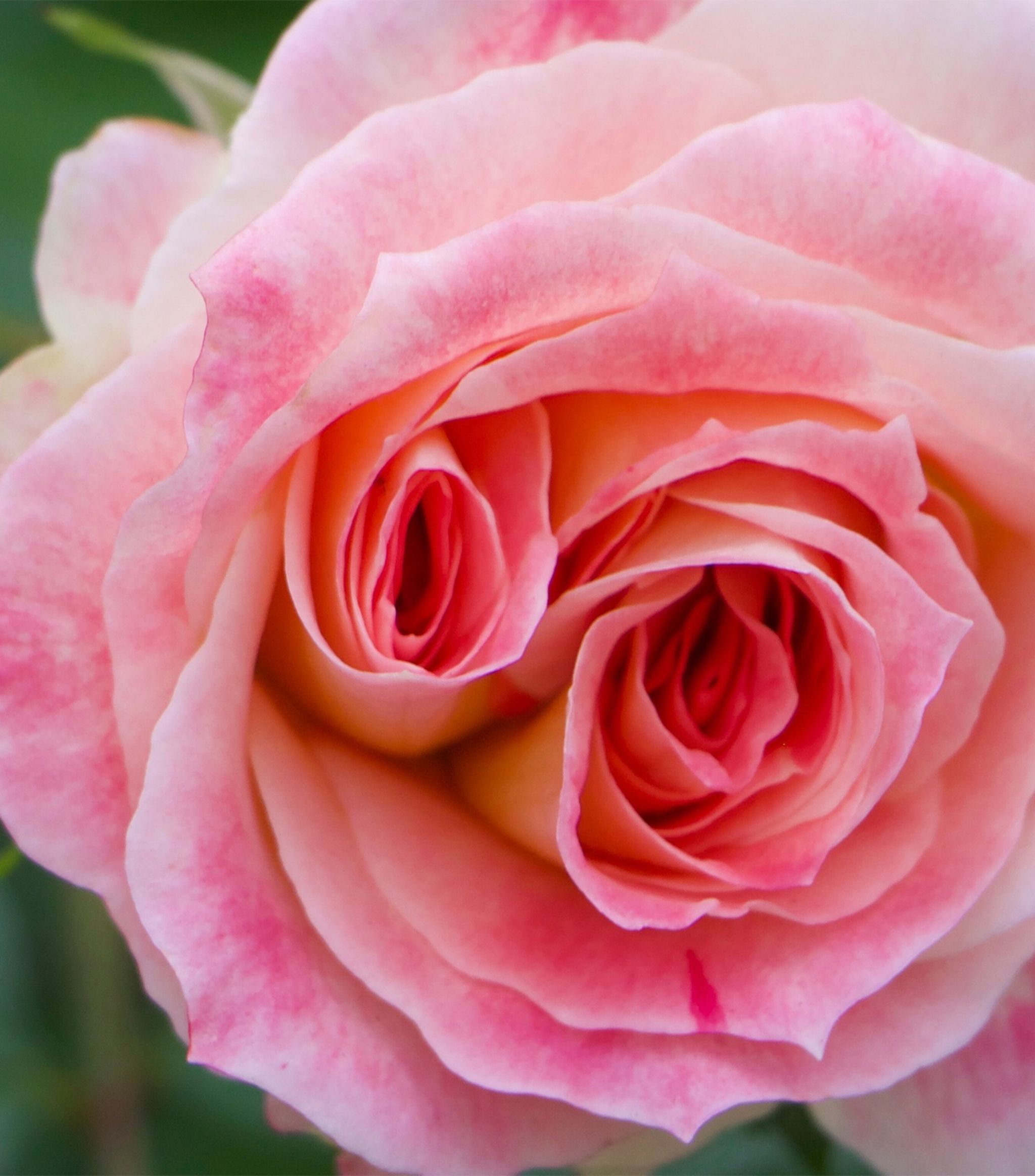Rose Saltifolia Eau de Parfum (100ml)